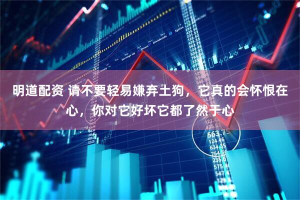 明道配资 请不要轻易嫌弃土狗，它真的会怀恨在心，你对它好坏它都了然于心